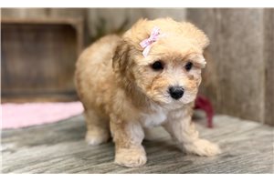 Zona - Toy Poodle for sale