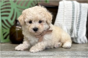 Forrest - Poodle, Toy for sale