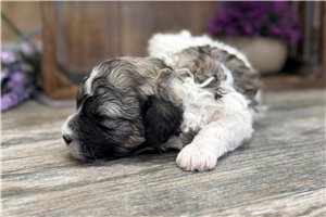 Pearle - Cavapoo for sale