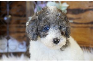 Langston - Poodle, Toy for sale