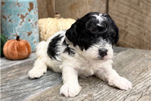 Vernie - Poodle, Toy for sale