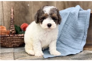 Texx - Toy Poodle for sale