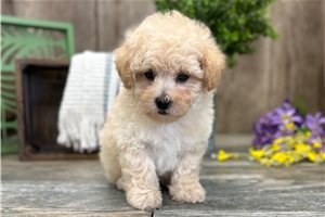 Finn - Poodle, Toy for sale