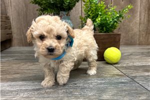 Finn - Toy Poodle for sale