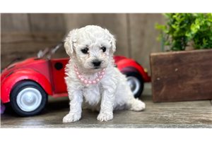 Frankie - Poodle, Toy for sale