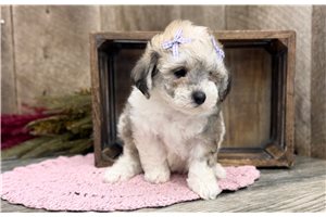 Dell - Toy Poodle for sale