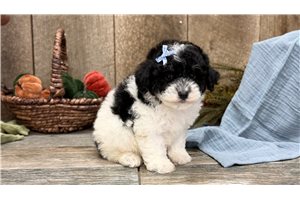 Vernie - Toy Poodle for sale