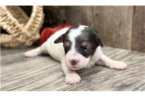 Texx - Toy Poodle for sale