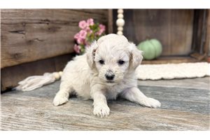 Penni - Toy Poodle for sale