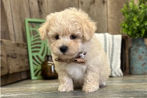 Forrest - Poodle, Toy for sale