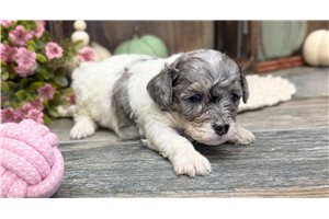Florida - puppy for sale
