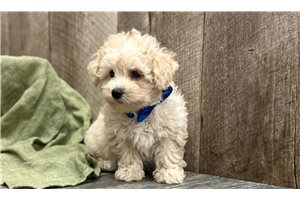 Forrest - Poodle, Toy for sale