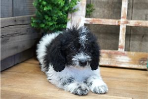 Huck - Poodle, Toy for sale