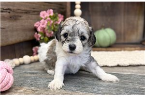 Dell - Toy Poodle for sale