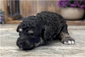 Penelope - Cavapoo for sale
