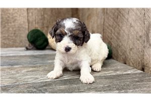 Texx - Toy Poodle for sale