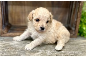 Finn - Poodle, Toy for sale