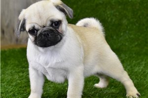 Sully - Pug for sale
