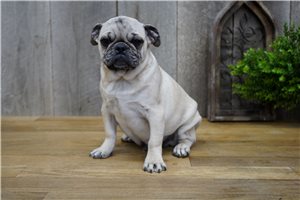 Winston - Pug for sale