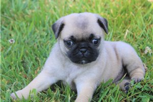 Jana - Pug for sale