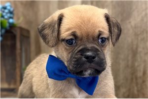 Kyle - Puggle for sale