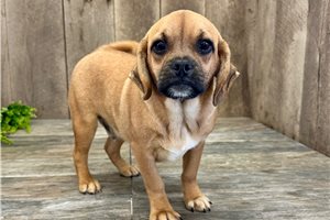 Chan - Puggle for sale