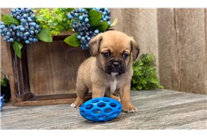 Kayden - Puggle for sale
