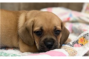 Emit - Puggle for sale