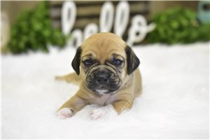 Rosie - Puggle for sale