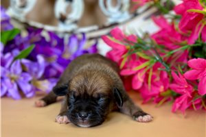 Lassi - puppy for sale