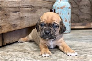 Elliott - Puggle for sale