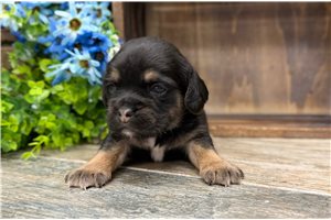 Lukas - puppy for sale