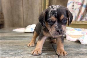 Dariel - Puggle for sale