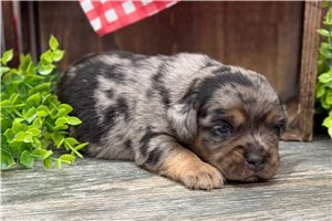 Dexx - Puggle for sale
