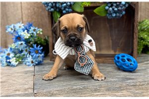 Keaton - Puggle for sale