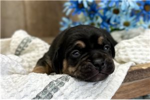 Jaye - Puggle for sale