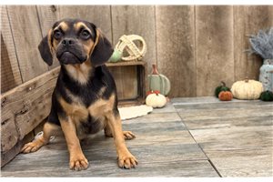 Jaxon - Puggle for sale