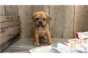 Eliza - Puggle for sale