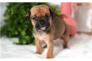 Babe - puppy for sale