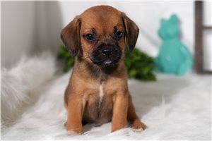 Ben - puppy for sale