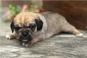 Kate - Puggle for sale