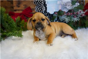 Rudy - Puggle for sale