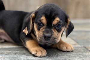 Joye - Puggle for sale
