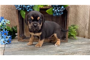 Jaye - Puggle for sale