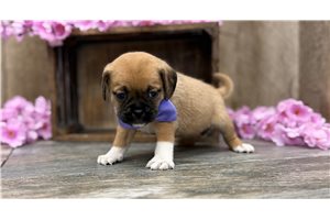 Kinsley - Puggle for sale