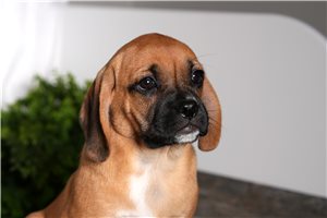 Shadow - puppy for sale