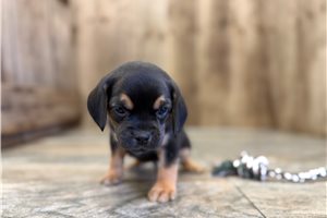 Jaye - Puggle for sale