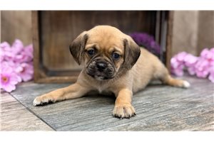 Krystal - Puggle for sale