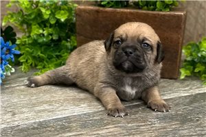 Kayden - Puggle for sale