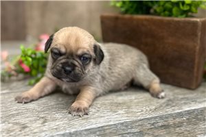 Kali - Puggle for sale